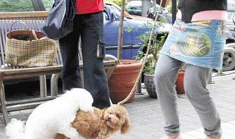 怎么給狗狗催吐？