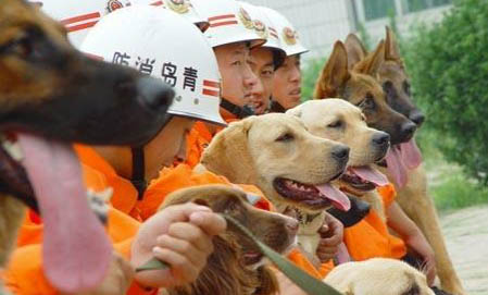 搜救犬的品種有哪些