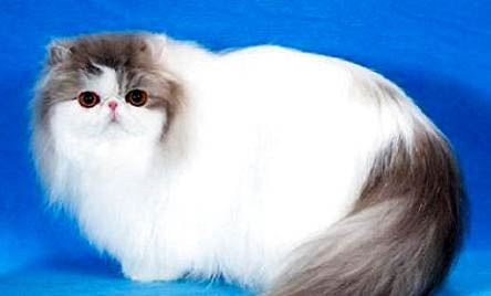 波斯貓吃多了不消化有哪些癥狀