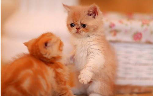 英國短毛貓有哪些遺傳疾病