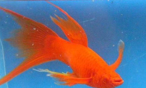 魚缸充氧過度有危害嗎