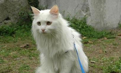 遛貓需要牽引繩嗎