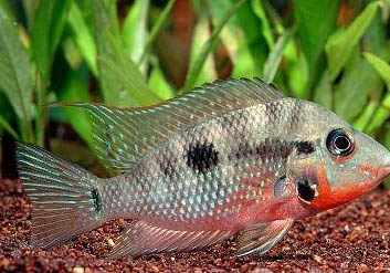 紅肚火口魚的繁殖概況