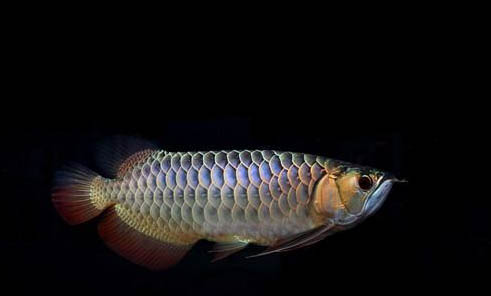 金龍魚不喂會餓死嗎
