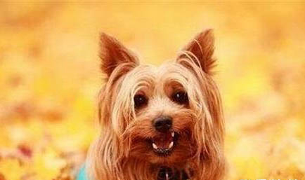 約克夏梗多少錢一只