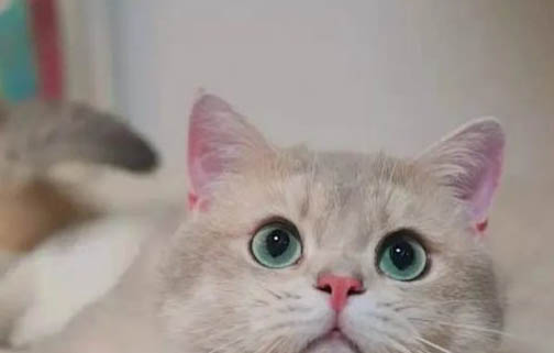 養金漸層貓的禁忌有哪些