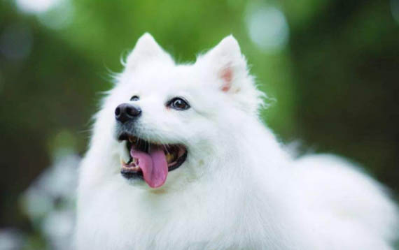 銀狐犬智商怎么算