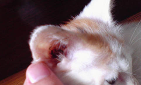 貓咪狂犬病潛伏期一般多久