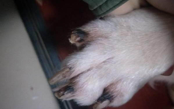 狗狗鼻炎多久能好