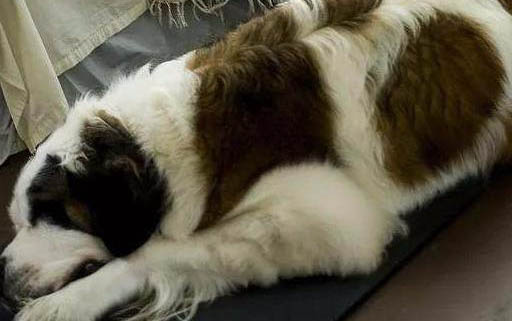 狗狗可以吃米飯嗎