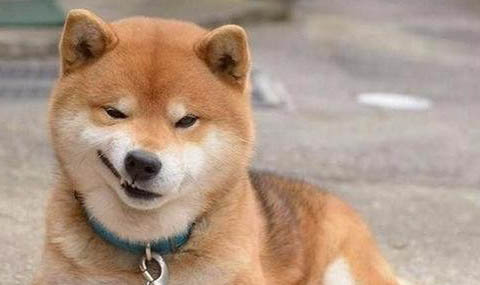 土狗苗批發多少錢一只