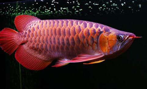 銀龍魚(yú)公母能一起養(yǎng)嗎