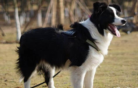 純種邊境牧羊犬辨別方法
