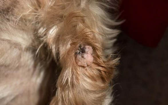 狗咬死的雞還能吃不