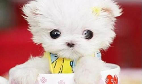 茶杯犬多少錢一只