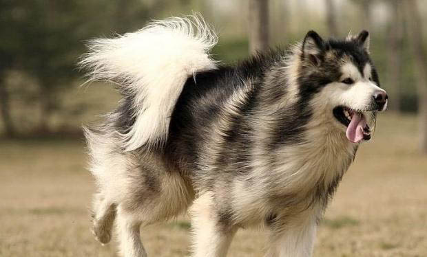 阿拉斯加犬性格