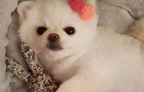 狗狗吃了蒼蠅會生病嗎？