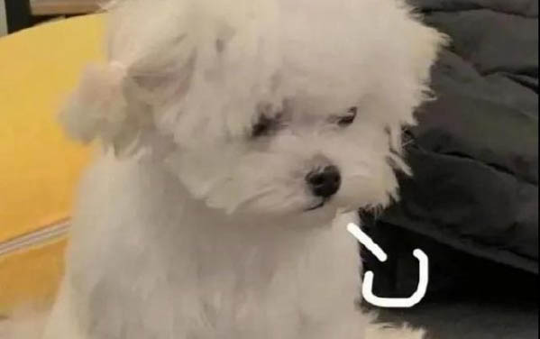 狗狗細小病毒有什么癥狀表現