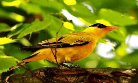 野生黃鸝鳥吃些什么?