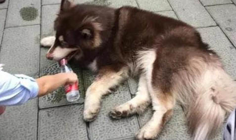 狗狗便血拉稀有幾種原因