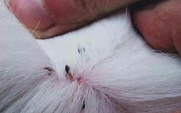 貓咪老流口水是不是口炎？