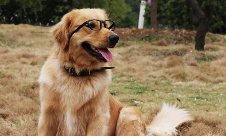 狗狗不可以吃的水果