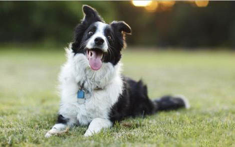 狗狗得犬瘟有哪些癥狀表現