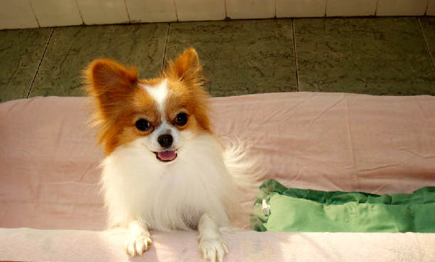 蝴蝶犬幼犬需要陪伴嗎