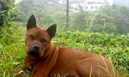 騎士查理王小獵犬打嗝怎么辦