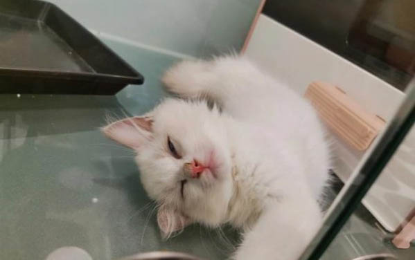 小貓能喝熱水嗎？