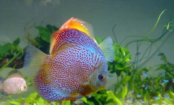 金魚寄生蟲的防治方法