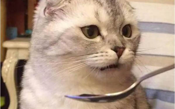 兩個月大的小貓能吃西瓜嗎