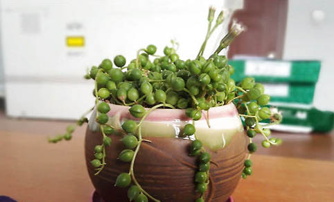 吊蘭對貓有毒嗎?