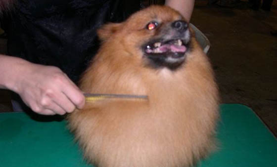 狗吃卵磷脂還是蛋黃好