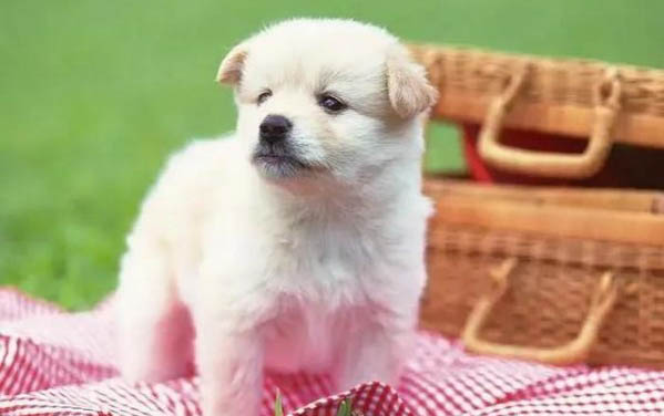 狗狗分離焦慮癥