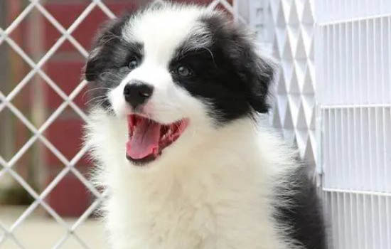 狗狗拉的蟲子如何處理