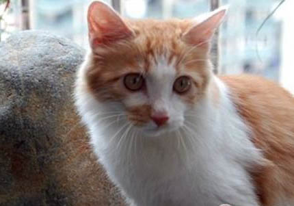 金吉拉貓為什么不能養