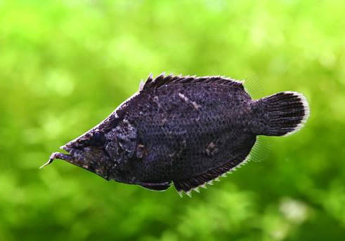 淡水熱帶魚可以放鹽嗎