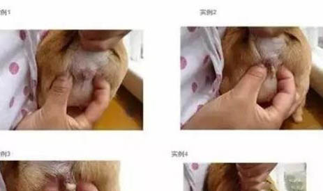 狗狗有哪些東西不能吃