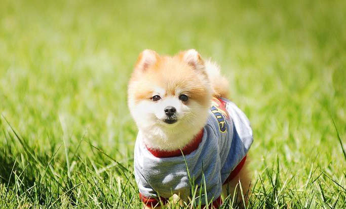 狗狗睡地上會不會著涼啊?