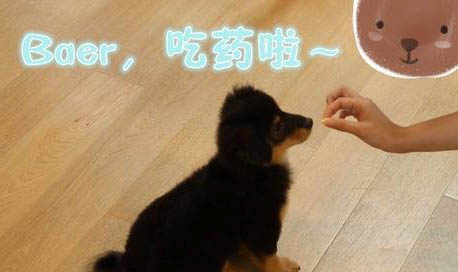 冬天狗狗體外驅蟲多久一次