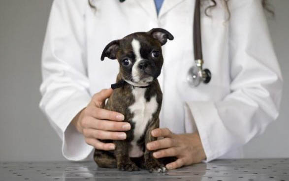 如何給貴賓犬做狗糧視頻