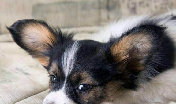 蝴蝶犬串串的優(yōu)缺點