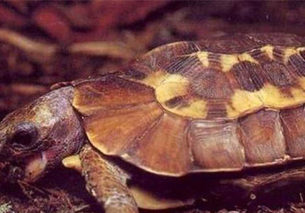 如何為陸龜泡澡