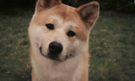 比利時特伏丹犬脾臟大的原因