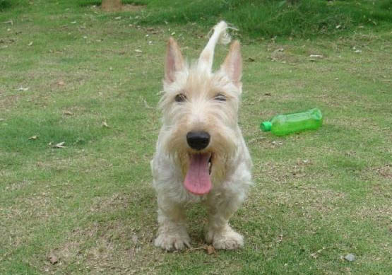 蘇格蘭獵鹿犬吐清水的原因及處理方法