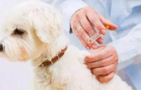狗狗安樂死的藥在哪里買？