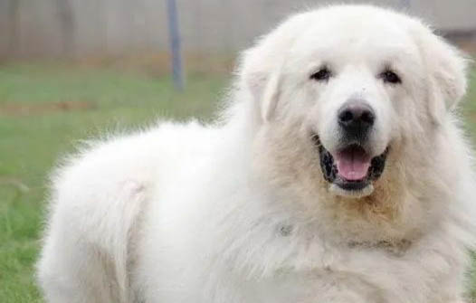 大白熊犬吐黃粘液的原因及處理方法