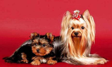 約克夏掉毛厲害嗎?