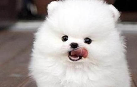 純種博美犬的特征有哪些